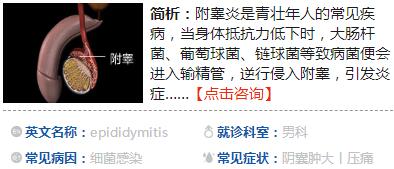 　　男性的陰囊中有兩個(gè)睪丸，除睪丸外還有兩個(gè)附睪。附睪為一對(duì)細(xì)長扁平的器官，與睪丸一起系于精索下端。附睪緊挨著睪丸生長，分頭、體、尾三部分，頭部與睪丸相通，尾部連著輸精管。附睪是精子運(yùn)行的必經(jīng)之路，也是精子發(fā)育、成熟的“搖籃”。  　　什么是附睪炎？附睪炎是育齡男性常見的生殖系統(tǒng)疾病。當(dāng)身體抵抗力低下時(shí)，當(dāng)身體抵抗力低下時(shí)，大腸桿菌、葡萄球菌、鏈球菌等致病菌便會(huì)進(jìn)入輸精管，逆行侵入附睪，引發(fā)炎癥。  　　附睪炎患者多繼發(fā)后尿道炎、前列腺炎、精囊炎。一般附睪炎患者在附睪丸頭部或者尾部會(huì)出現(xiàn)硬結(jié)，發(fā)生在尾部者居多。附睪炎的癥狀主要有睪丸脹痛、腫大，有似蚯蚓狀血管曲張，硬結(jié)結(jié)核，陰囊潮濕、精液稀黃等。